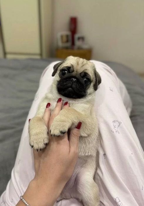 Собачка мопс продаж