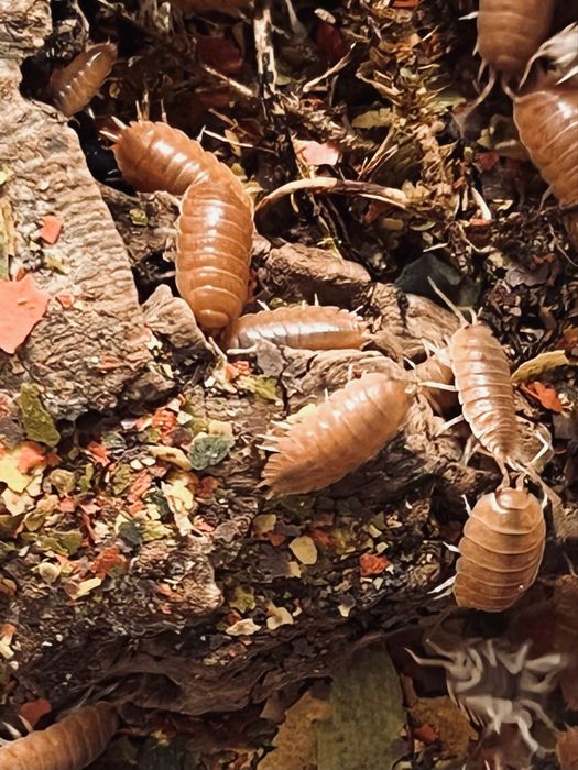 Porcellio laevis „Orange” – Isopody, Równonogi (Ekipa sprzątająca / Karmówka)