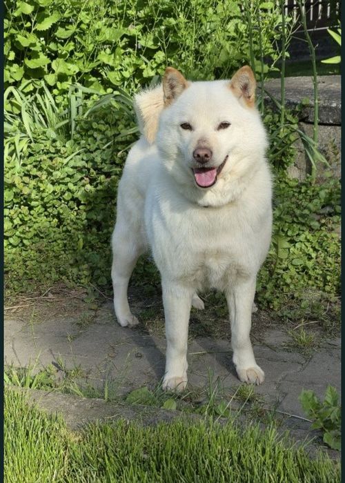 Suczka do adopcji