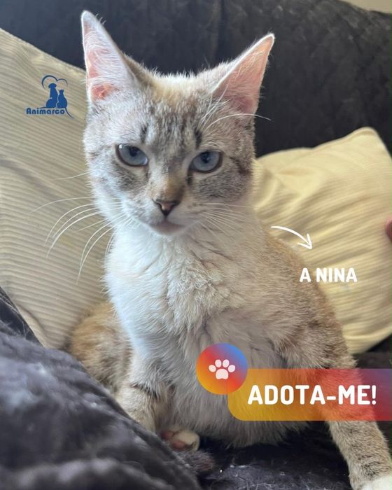 Nina - gata jovem para adocao