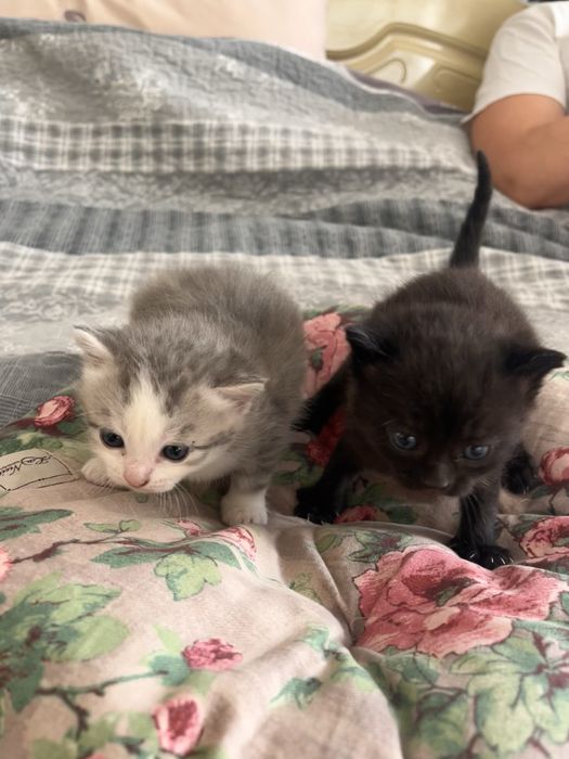 Віддам кошенят БЕЗКОШТОВНО