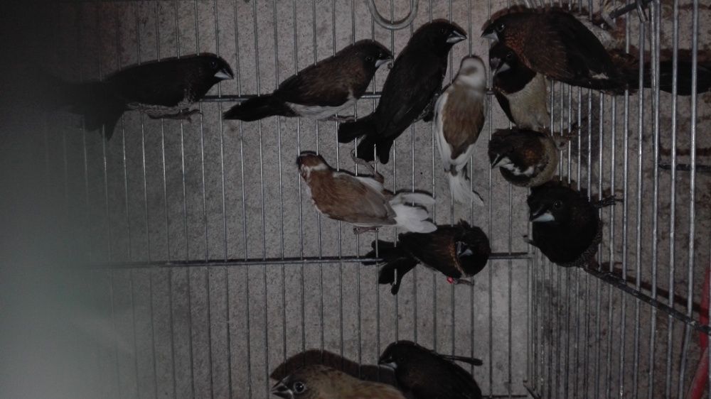 vendo bengali gigantes sexados