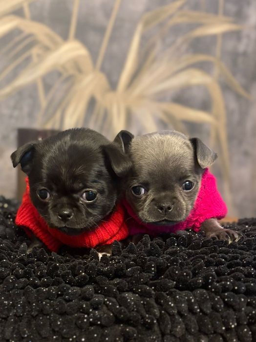 Chihuahua Sunia Czarna