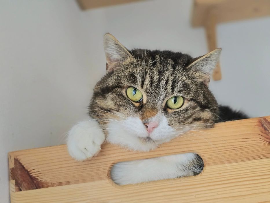 Princessa wciąż czeka na swój dom…