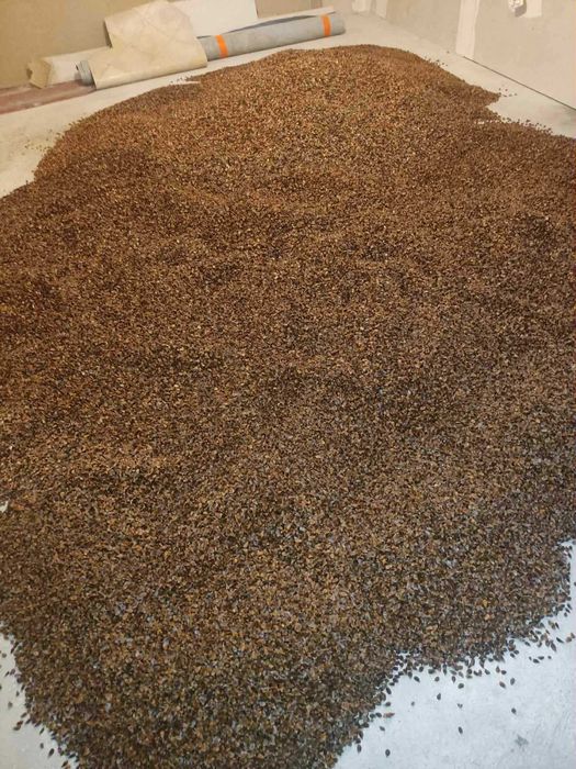 Nasiona buka zwyczajnego – zbiór 2025