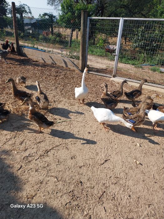 Vendo patos roen novos