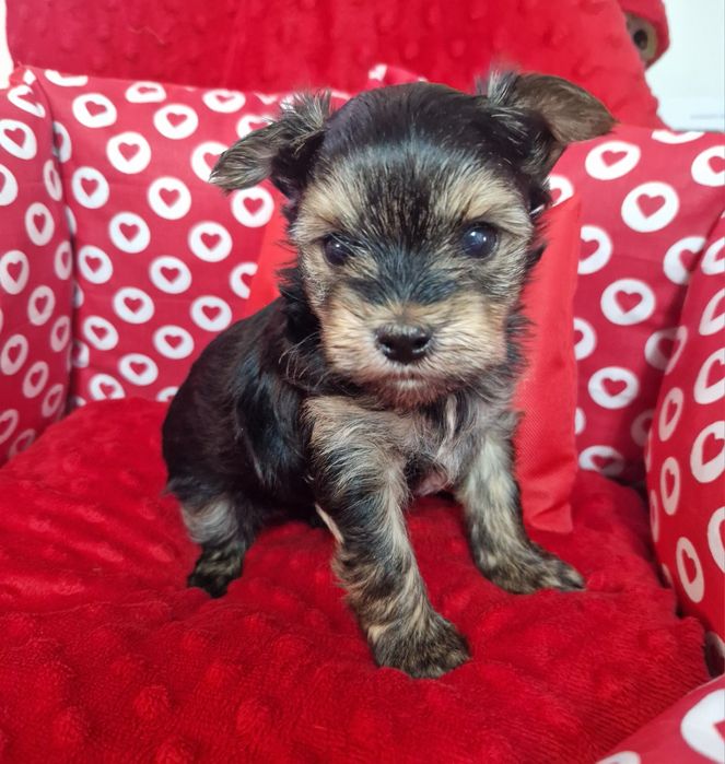 Yorkshire Terrier – uroczy piesek black tan, odbiór od 19.01