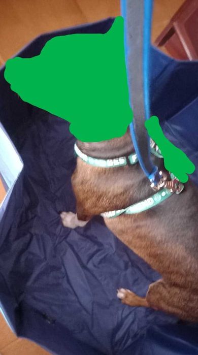 Piscina para cães - tamanho pequeno ou pequeno médio