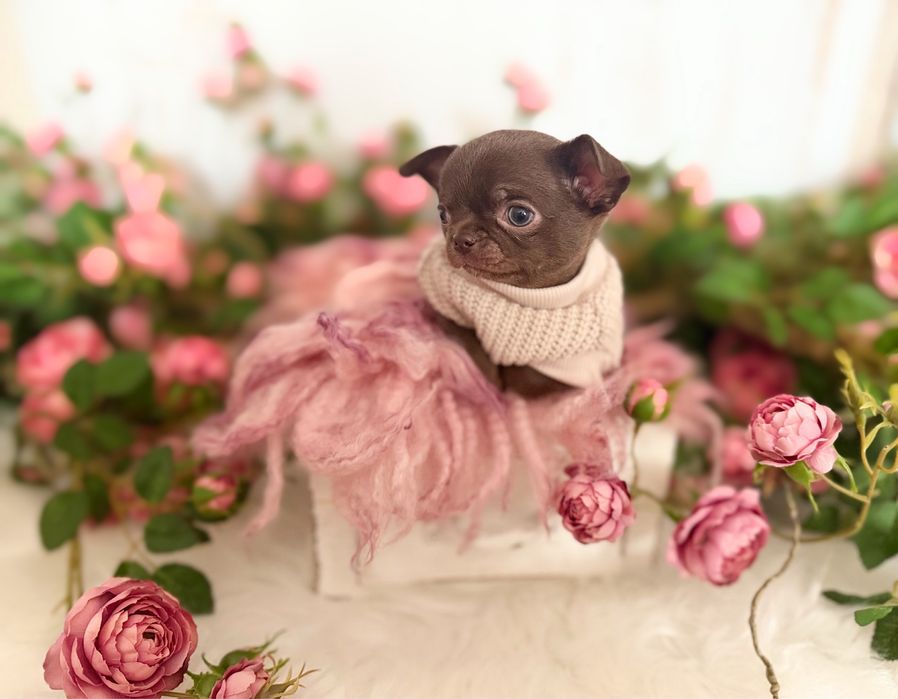 ***Czekoladowy krótkowłosy chłopczyk chihuahua***