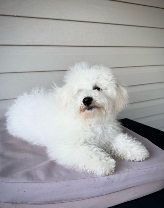 ТЕРМІНОВО Цуценята Бішон фрізе КСУ FCI 10 міс