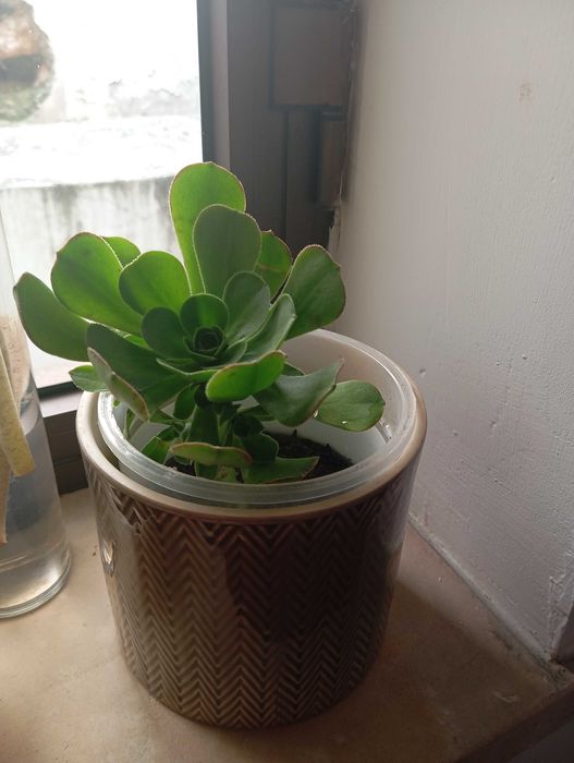 Plantas de interior e exterior