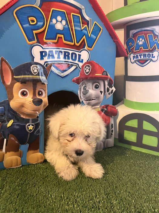 Bichon maltes excelente top femea olhos azuis