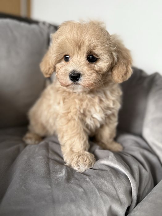 Maltipoo miniaturka piesek z rodowodem