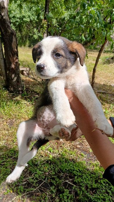 Віддамо безкоштовно