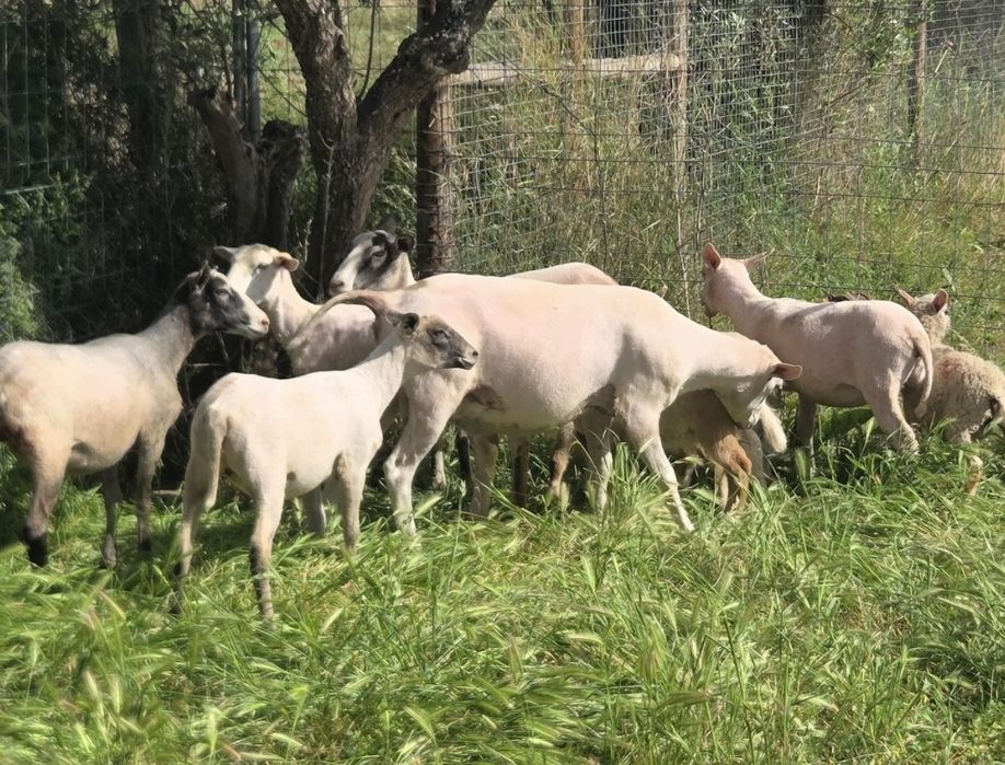 10 Ovelhas Inra 401