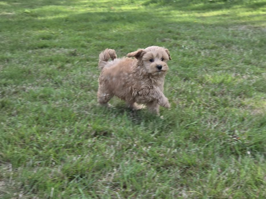 Szczenię maltipoo z metryką