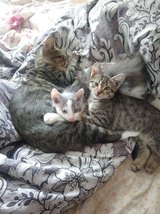 Кошенята в хороші руки