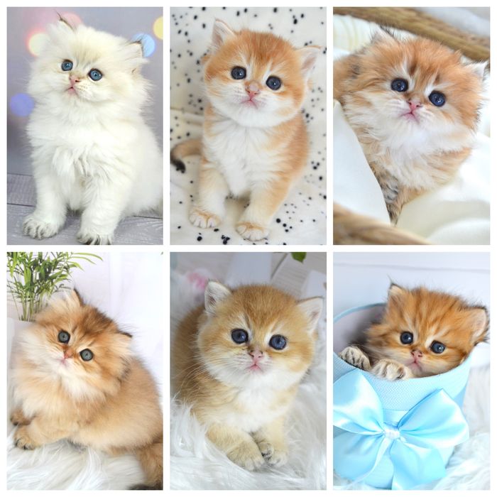 Британська золота шиншила кошенята