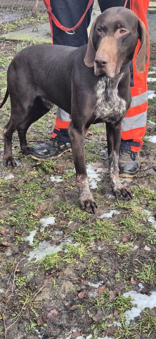 Piesek około sześć lat