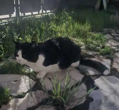 Gato Ronron - para adoção responsável ou FAT