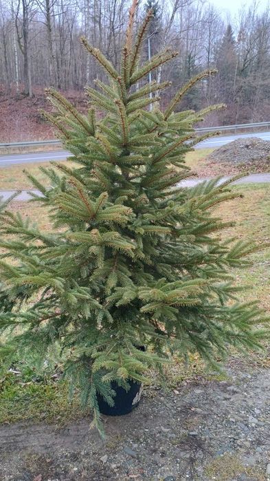 Choinka świąteczna z plantacji świeża
