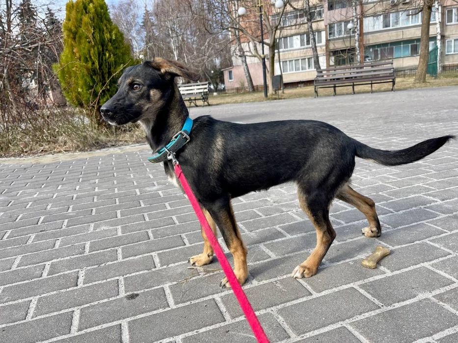 Віддам в добрі руки