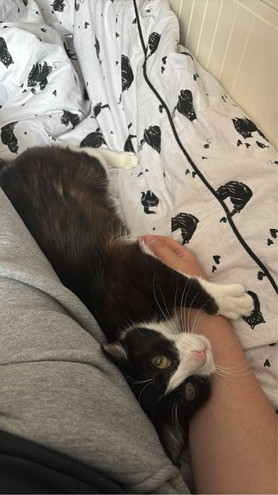 Melania/kotka do adopcji