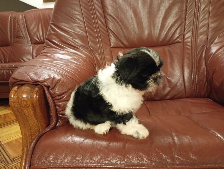 Shih tzu suczka z rodowodem