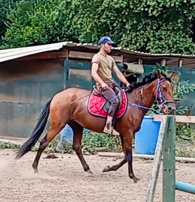 Égua Lusitana com livro azul