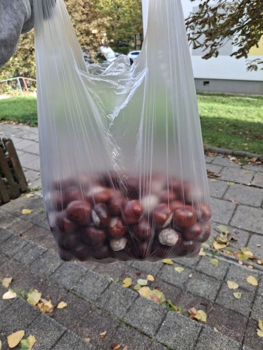 Kasztany kasztany