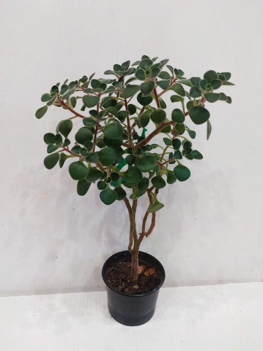 Аіхризон дерево кохання