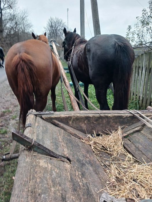 Продам пару кобил