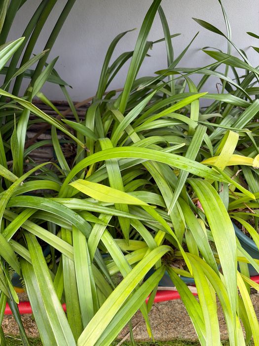 Orquídeas já com flor ou sem