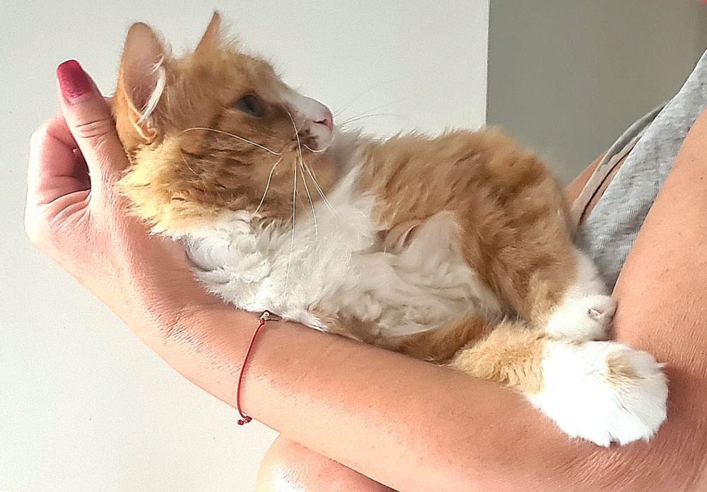 Kocurek w typie norweskich leśnych Leoś szuka domu...