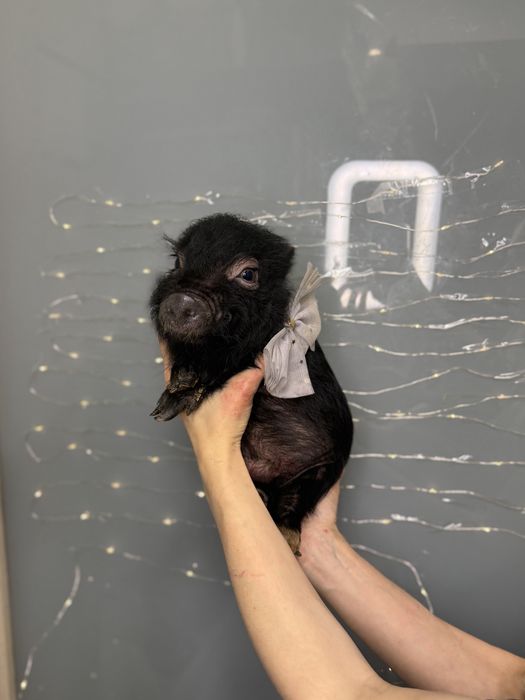 Красунчик міні піг Шварц Піггер