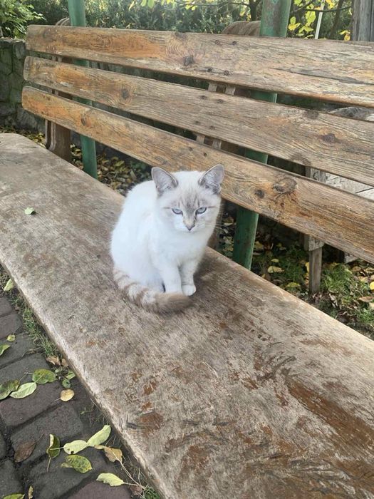 БЕЗКОШТОВНЕ пухнасте щастя Миргород