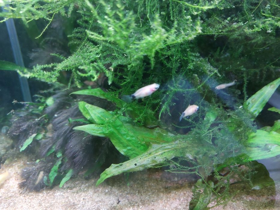 Guppy Sortido // Platys mickey mouse