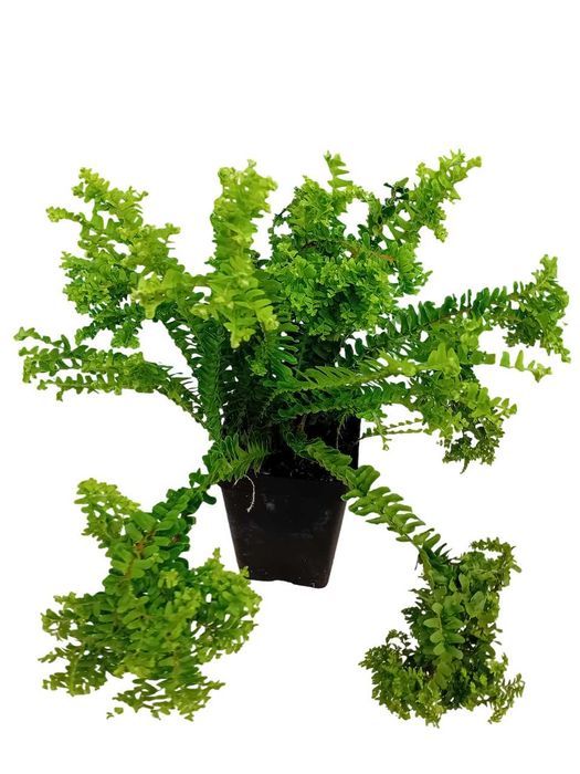 Feto Nephrolepsis Cordifolia