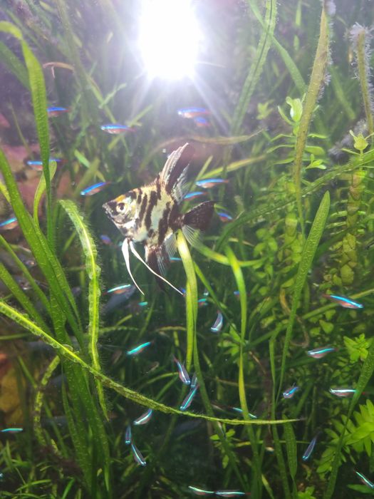 Skalary.           .