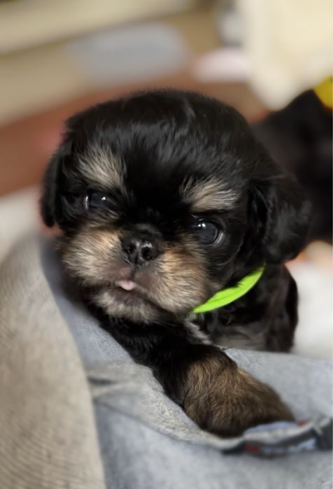 Неймовірно лчльковий есклюзивний хлопчик чарльзбі