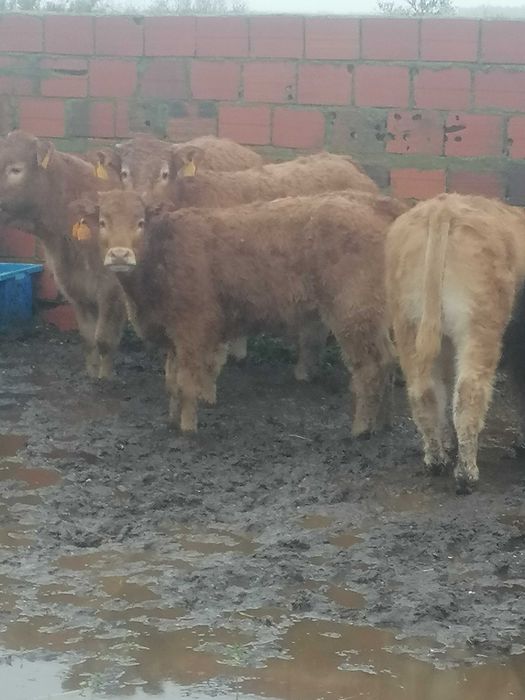 Novilho/Vitelo Limousine Puro Biológico