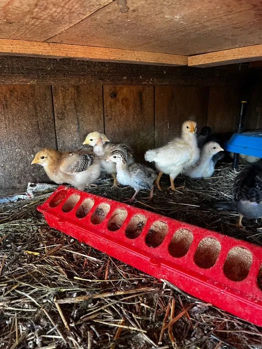 Ovos e crias de  Peru, galinha de angora e patos mudos Galados