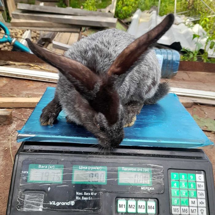 Полтавське срібло (кролі)