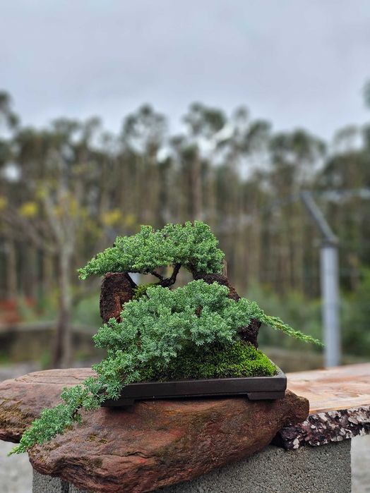 Bonsai juniperus procumbens