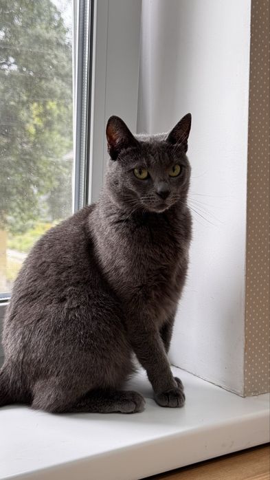 Русская голубая кошечка