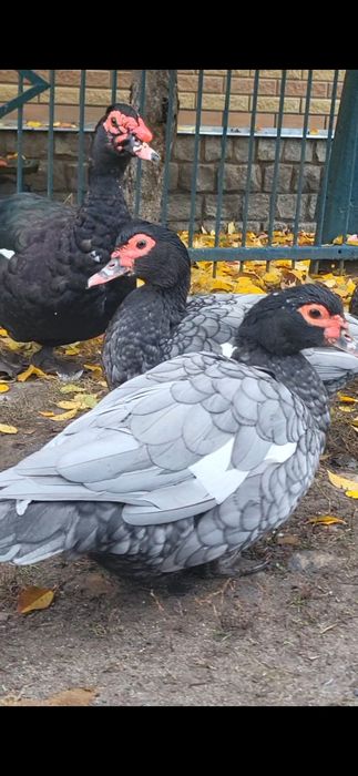 Инкубационное яйцо мускусной утки, индоутки тяжелой линии Голубая