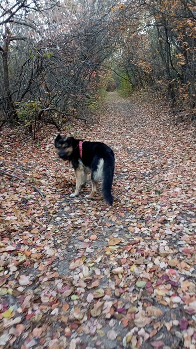 В'язка німецької вівчарки