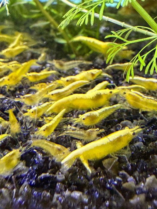 Neocaridina Yellow Golden Back