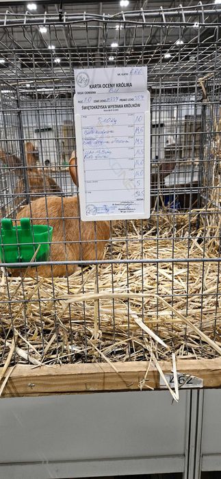 Króliki burgundzkie z rodowodem