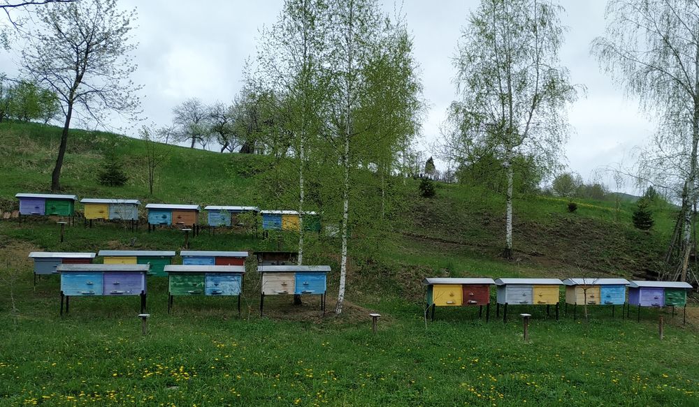 Продається пасіка 7100$